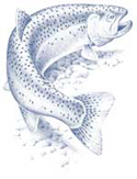 rainbow_trout.jpg
